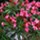 Fragrant August - Fig, Oleander and Medlar