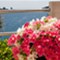 Island Losinj - app Biba 3
